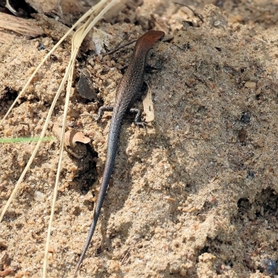 Lampropholis sp. (Grass Skink) at Wodonga, VIC - 9 Feb 2025 by KylieWaldon