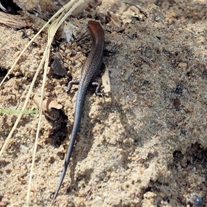 Lampropholis sp. at Wodonga, VIC - 9 Feb 2025 10:41 AM