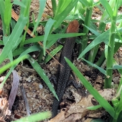 Lampropholis sp. at Wodonga, VIC - 9 Feb 2025 10:41 AM