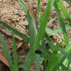 Lampropholis sp. at Wodonga, VIC - 9 Feb 2025 10:41 AM