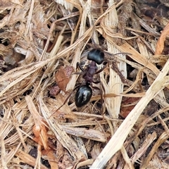 Notoncus sp. (genus) (A Notoncus ant) at Wodonga, VIC - 9 Feb 2025 by KylieWaldon