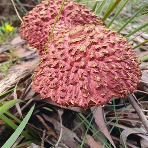 Boletellus sp. at Penrose, NSW - suppressed