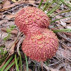 Boletellus sp. at Penrose, NSW - suppressed