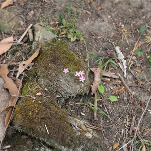 Centaurium sp. (Centaury) at Port Arthur, TAS - 12 Feb 2025 by JimL