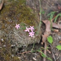 Centaurium sp. at Port Arthur, TAS - 12 Feb 2025 10:57 AM