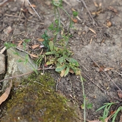 Centaurium sp. at Port Arthur, TAS - 12 Feb 2025 10:57 AM