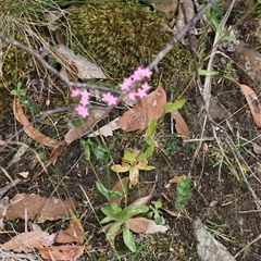 Centaurium sp. at Port Arthur, TAS - 12 Feb 2025 10:57 AM