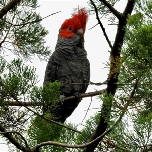 Callocephalon fimbriatum (Gang-gang Cockatoo) at Aranda, ACT - 11 Feb 2025 by KMcCue