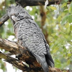 Callocephalon fimbriatum at Aranda, ACT - suppressed