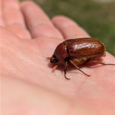 Anoplognathus sp. (genus) at Holder, ACT - 12 Jan 2025 by Miranda