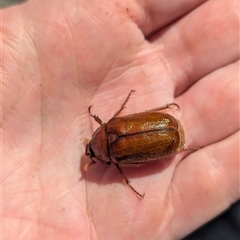 Melolonthinae (subfamily) at Holder, ACT - 12 Jan 2025 11:25 AM