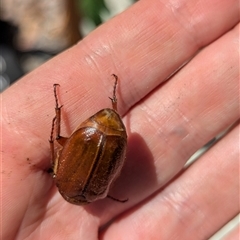 Melolonthinae (subfamily) at Holder, ACT - 12 Jan 2025 11:25 AM