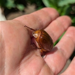 Melolonthinae (subfamily) at Holder, ACT - 12 Jan 2025 11:25 AM
