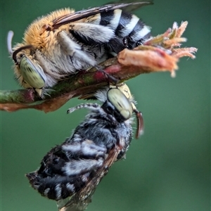 Amegilla (Zonamegilla) asserta (Blue Banded Bee) at Holder, ACT - 13 Jan 2025 by Miranda