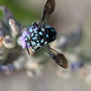 Thyreus caeruleopunctatus (Chequered cuckoo bee) at Holder, ACT - 12 Jan 2025 by Miranda