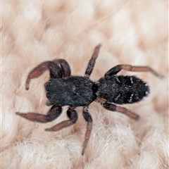 Apricia jovialis (Jovial jumping spider) at Holder, ACT - 15 Jan 2025 by Miranda