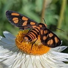 Amata (genus) (Handmaiden Moth) at Acton, ACT - Yesterday by HelenCross