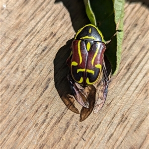 Eupoecila australasiae (Fiddler Beetle) at Holder, ACT - 17 Jan 2025 by Miranda