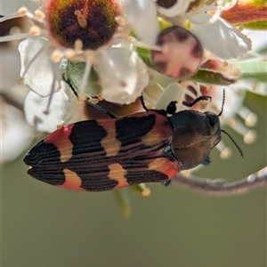 Castiarina sexplagiata (Jewel beetle) at Kambah, ACT - 19 Jan 2025 by Miranda