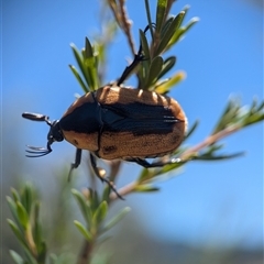 Chondropyga dorsalis (Cowboy beetle) at Kambah, ACT - 19 Jan 2025 by Miranda