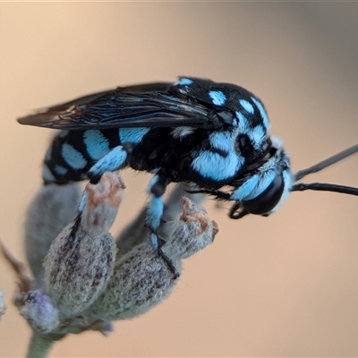 Thyreus caeruleopunctatus (Chequered cuckoo bee) at Holder, ACT - 22 Jan 2025 by Miranda