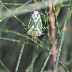 Morna florens (Shield bug) at Holder, ACT - 30 Jan 2025 by Miranda