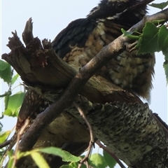 Eudynamys orientalis at Narrabundah, ACT - 18 Jan 2025 06:56 PM