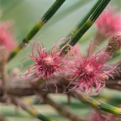 Casuarina/Allocasuarina sp. at Holder, ACT - 30 Jan 2025 by Miranda