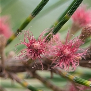 Casuarina cunninghamiana subsp. cunninghamiana (River She-Oak, River Oak) at Holder, ACT - 30 Jan 2025 by Miranda