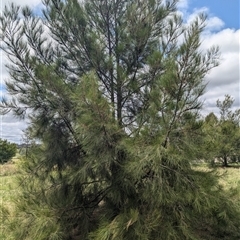 Casuarina cunninghamiana subsp. cunninghamiana at Holder, ACT - 30 Jan 2025 01:07 PM