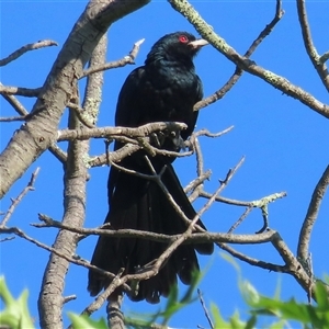 Eudynamys orientalis (Pacific Koel) at Narrabundah, ACT - 22 Nov 2024 by RobParnell