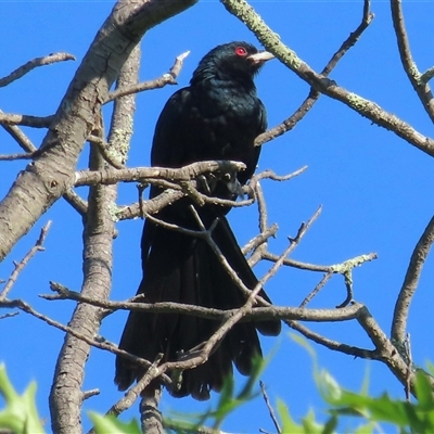 Eudynamys orientalis (Pacific Koel) at Narrabundah, ACT - 22 Nov 2024 by RobParnell