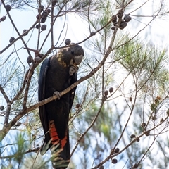 Calyptorhynchus lathami lathami at Wingello, NSW - suppressed