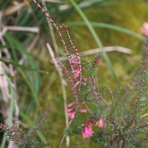 Epacris impressa at Port Arthur, TAS - 12 Feb 2025 10:56 AM