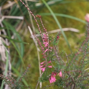 Epacris sp. at Port Arthur, TAS - 12 Feb 2025 by JimL