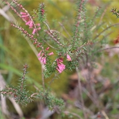 Epacris impressa at Port Arthur, TAS - 12 Feb 2025 10:56 AM