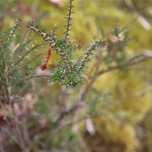 Epacris impressa at Port Arthur, TAS - 12 Feb 2025 10:56 AM
