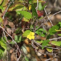 Goodenia ovata (Hop Goodenia) at Port Arthur, TAS - 12 Feb 2025 by JimL