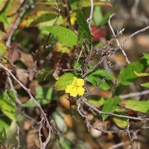 Hibbertia sp. at Port Arthur, TAS - 12 Feb 2025 by JimL