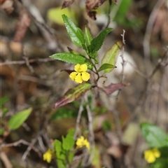 Goodenia ovata at Port Arthur, TAS - 12 Feb 2025 10:59 AM