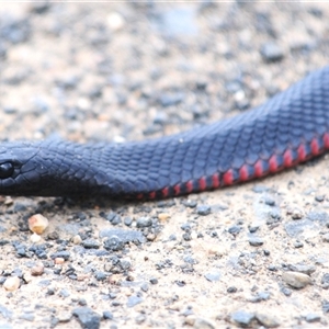 Pseudechis porphyriacus (Red-bellied Black Snake) at Wog Wog, NSW - 11 Feb 2025 by Harrisi