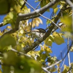 Oriolus sagittatus (Olive-backed Oriole) at Jamberoo, NSW - 12 Feb 2025 by plants