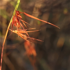 Themeda triandra (Kangaroo Grass) at Yass River, NSW - 7 Feb 2025 by ConBoekel