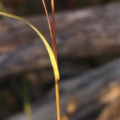 Themeda triandra at Yass River, NSW - 7 Feb 2025 07:08 AM