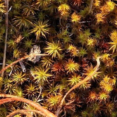 Unidentified Moss, Liverwort or Hornwort at Yass River, NSW - 7 Feb 2025 by ConBoekel