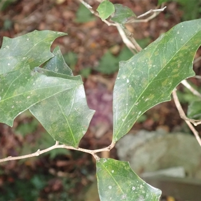 Scolopia braunii (Flintwood) at Jamberoo, NSW - 12 Feb 2025 by plants