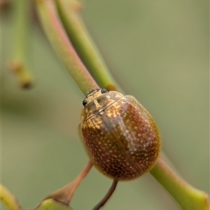 Paropsisterna cloelia (Eucalyptus variegated beetle) at Coombs, ACT - 30 Jan 2025 by Miranda