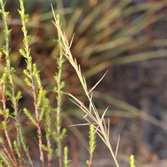 Aristida ramosa (Purple Wire Grass) at Yass River, NSW - 7 Feb 2025 by ConBoekel