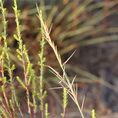 Aristida ramosa (Purple Wire Grass) at Yass River, NSW - 7 Feb 2025 by ConBoekel