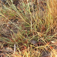 Aristida ramosa at Yass River, NSW - 7 Feb 2025 07:09 AM